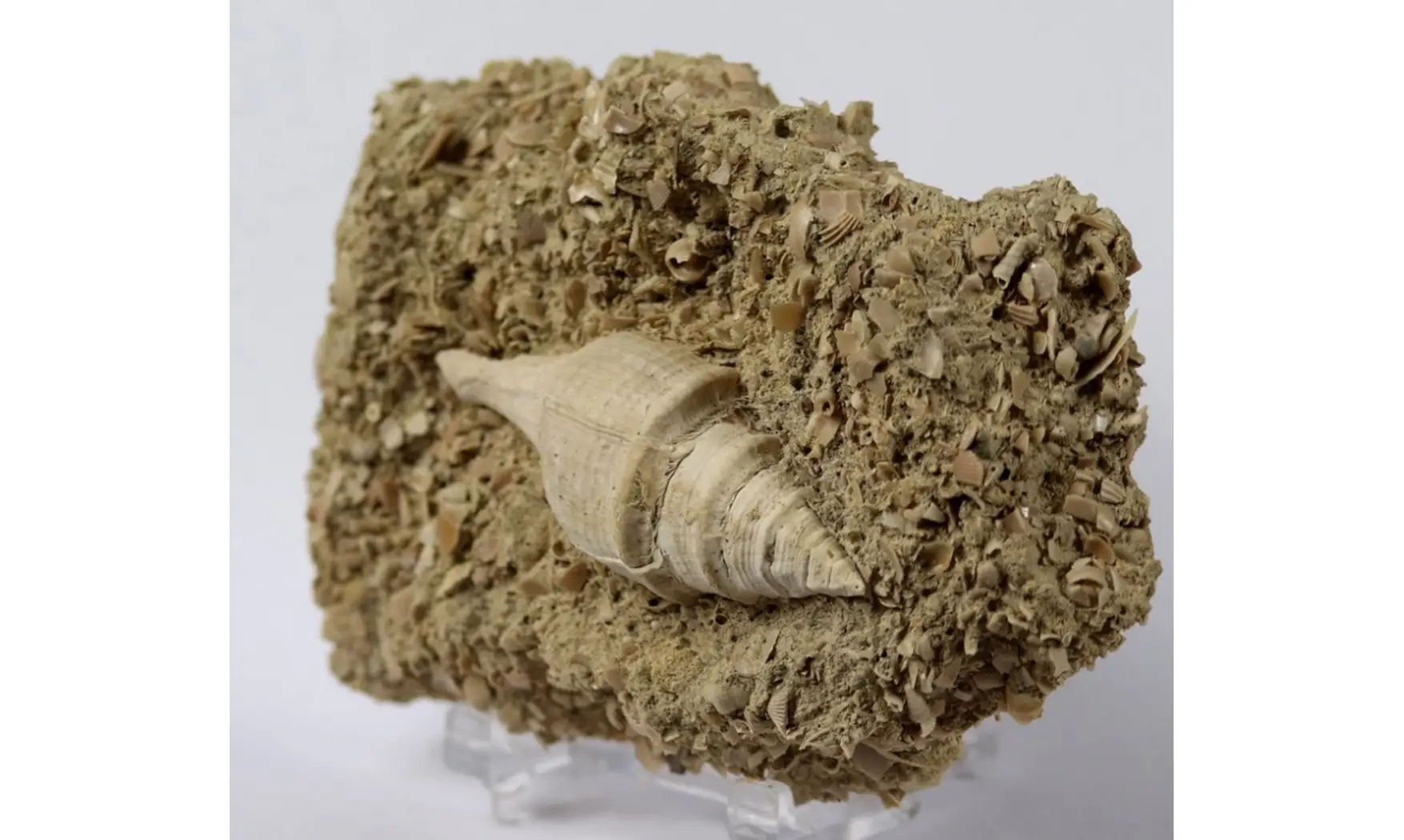 Clavilithes dameriacensis