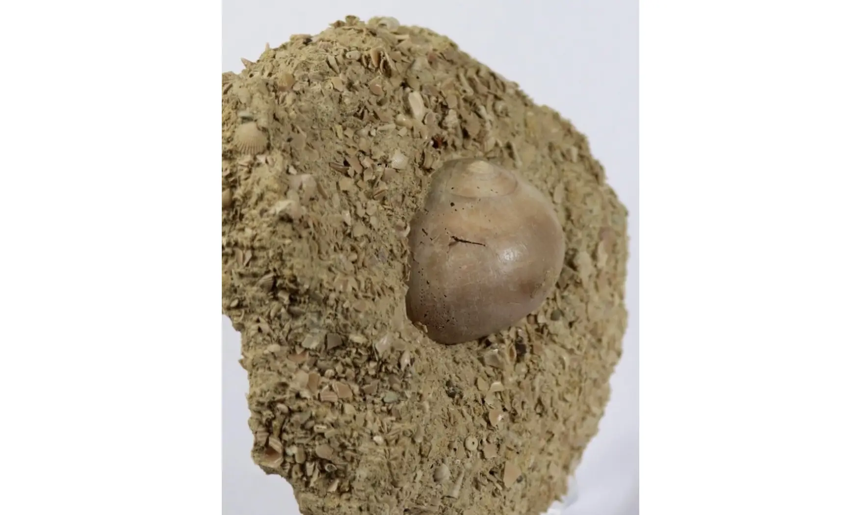 Natica cepacaea