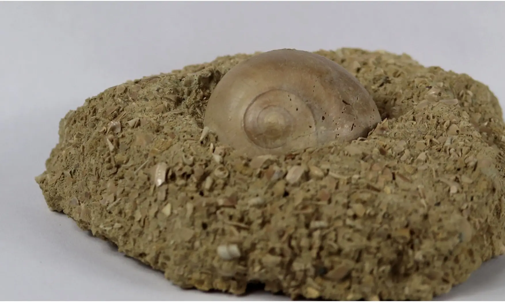 Natica cepacaea