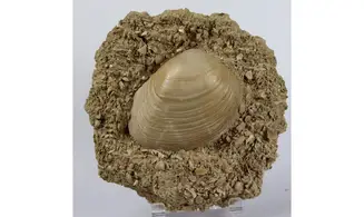 Pseudomiltha gigantea