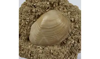 Pseudomiltha gigantea
