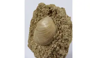 Pseudomiltha gigantea