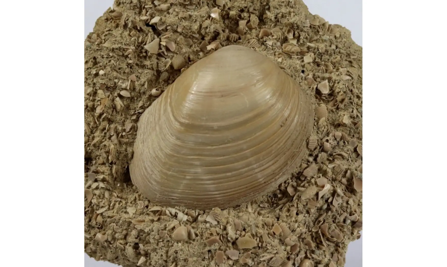 Pseudomiltha gigantea
