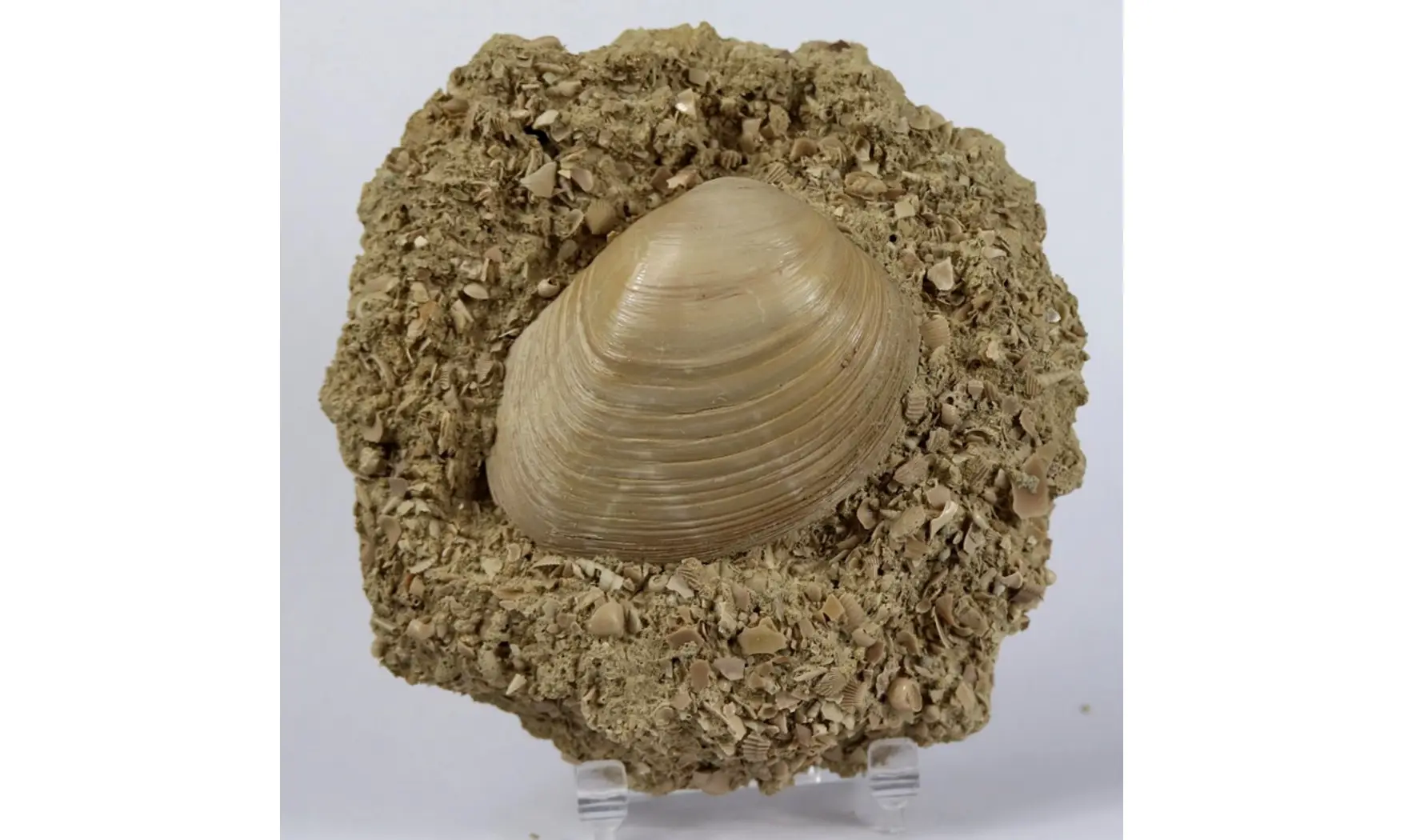 Pseudomiltha gigantea