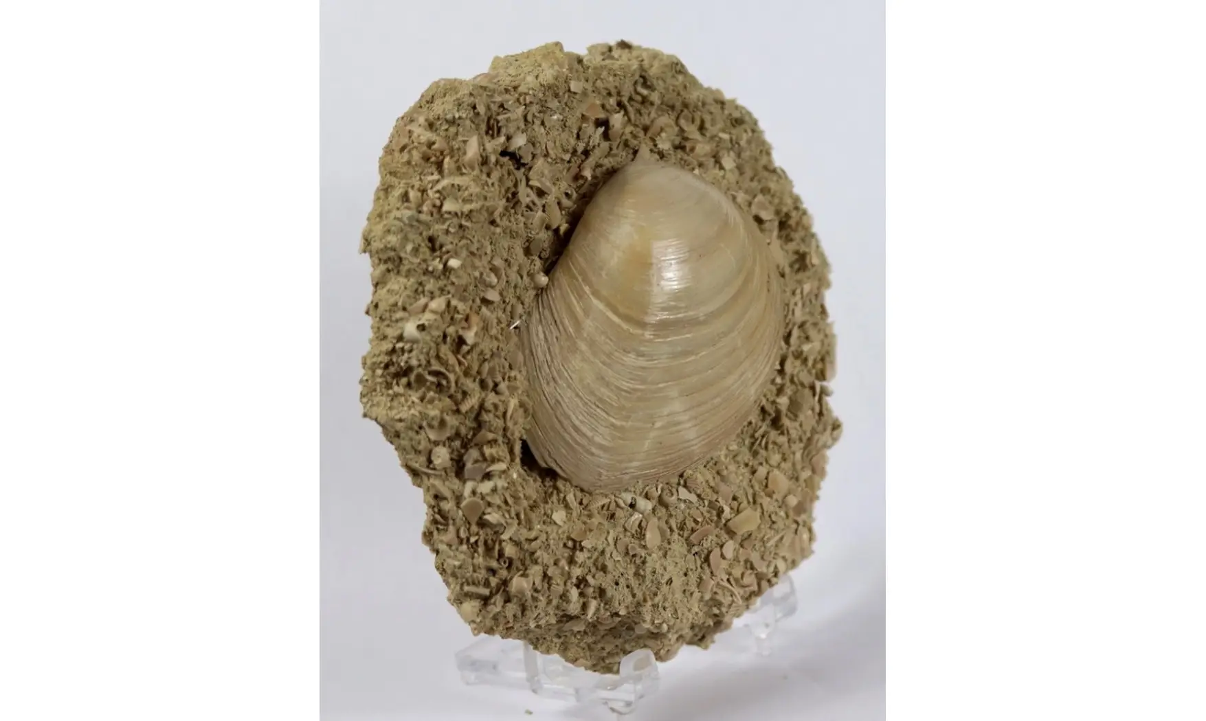 Pseudomiltha gigantea