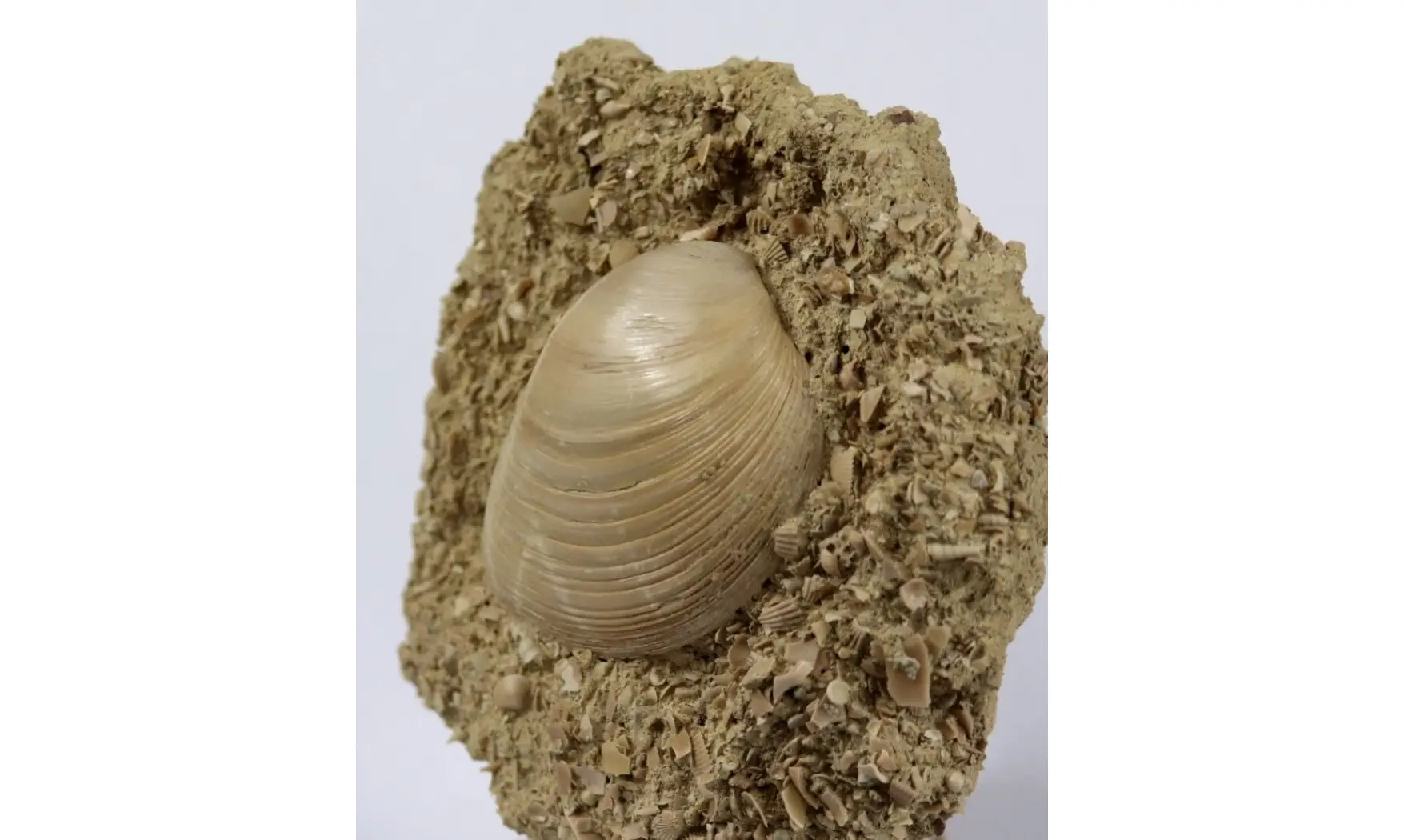 Pseudomiltha gigantea
