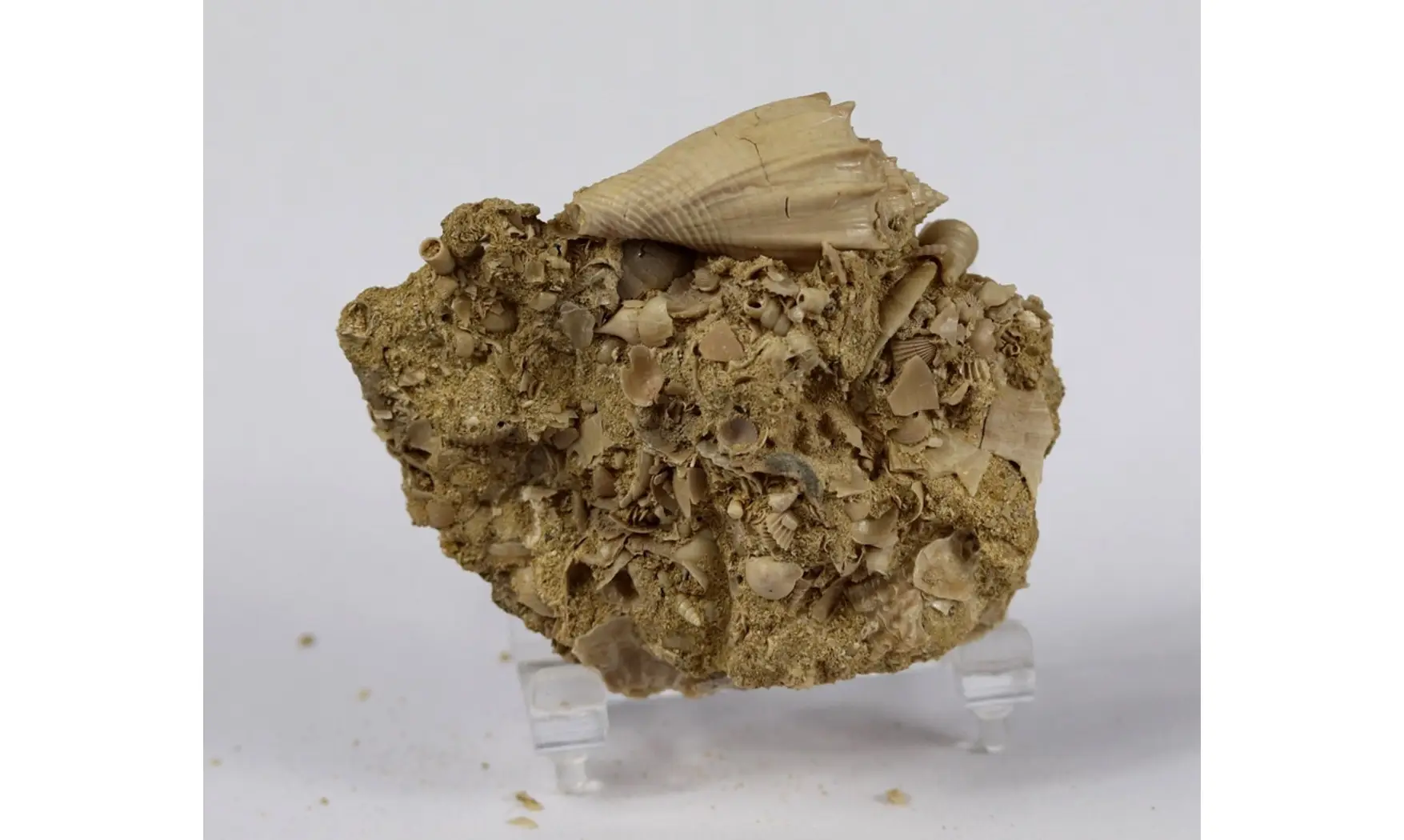 Athleta spinosa