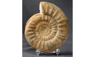 Subgrossouvria cardoti