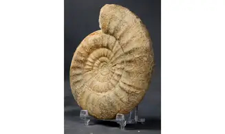 Subgrossouvria cardoti