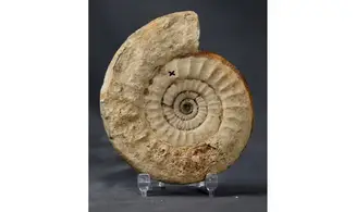 Subgrossouvria cardoti