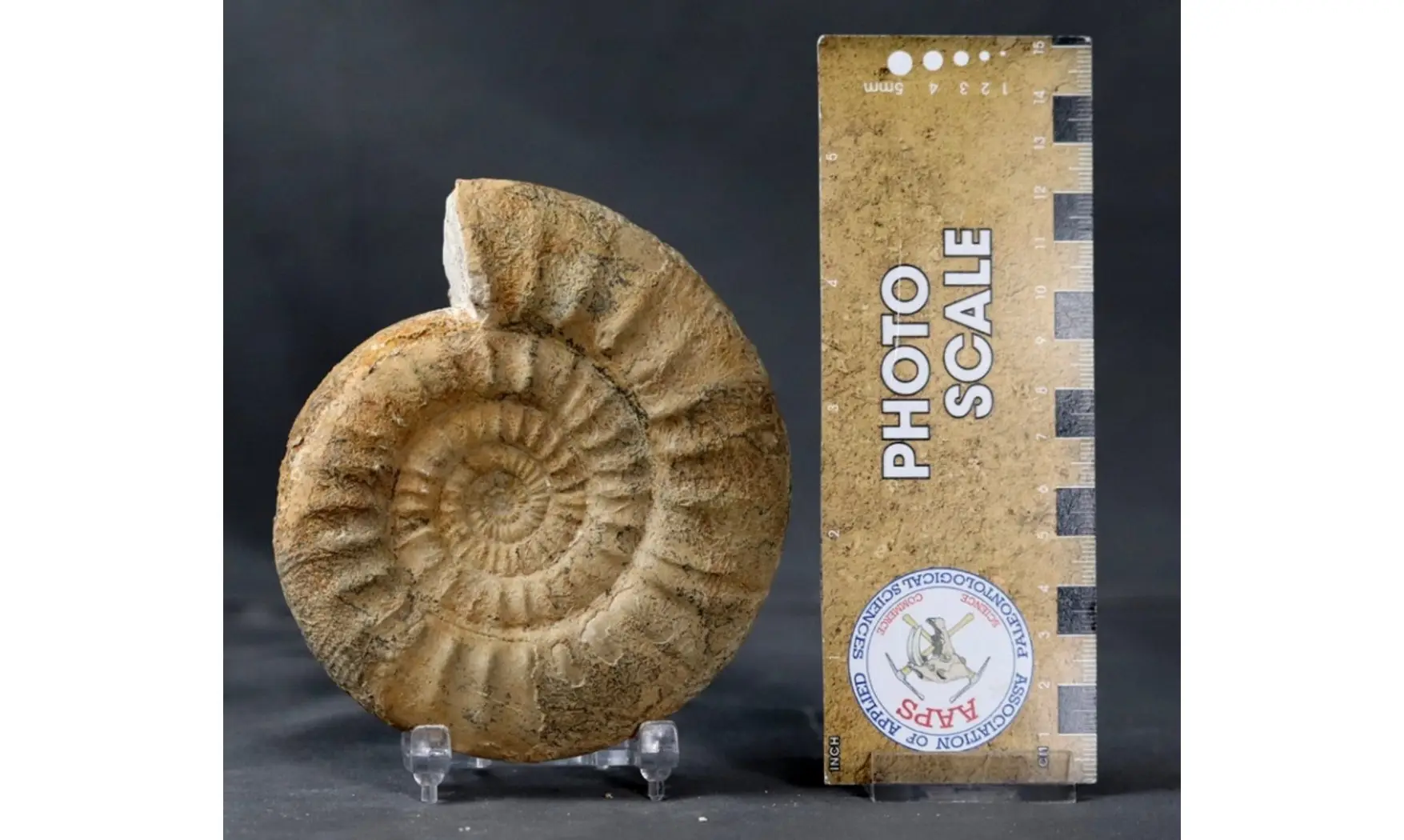 Subgrossouvria cardoti