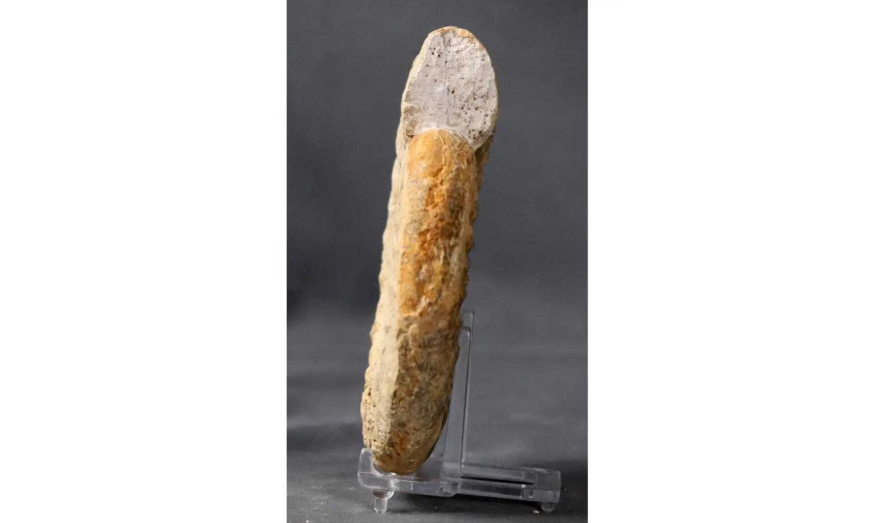 Subgrossouvria cardoti