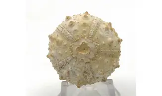 Goniopygus emmae