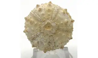 Goniopygus emmae