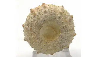 Goniopygus emmae