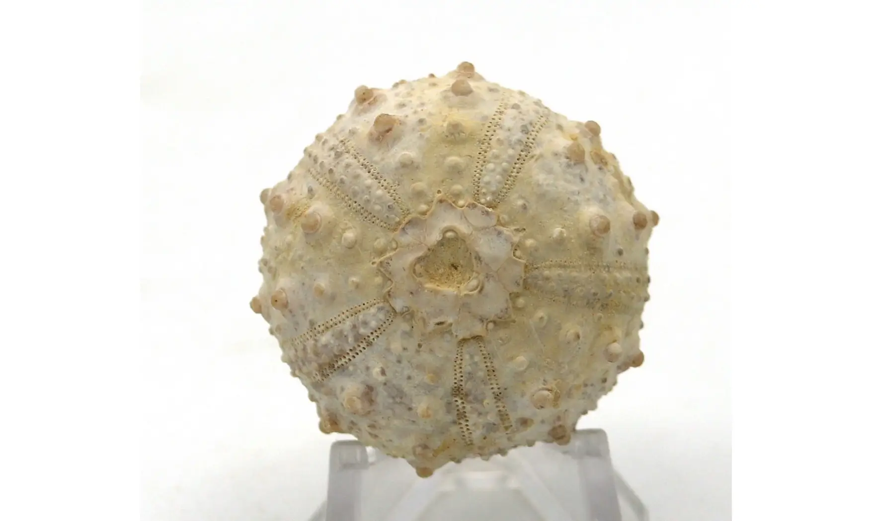 Goniopygus emmae