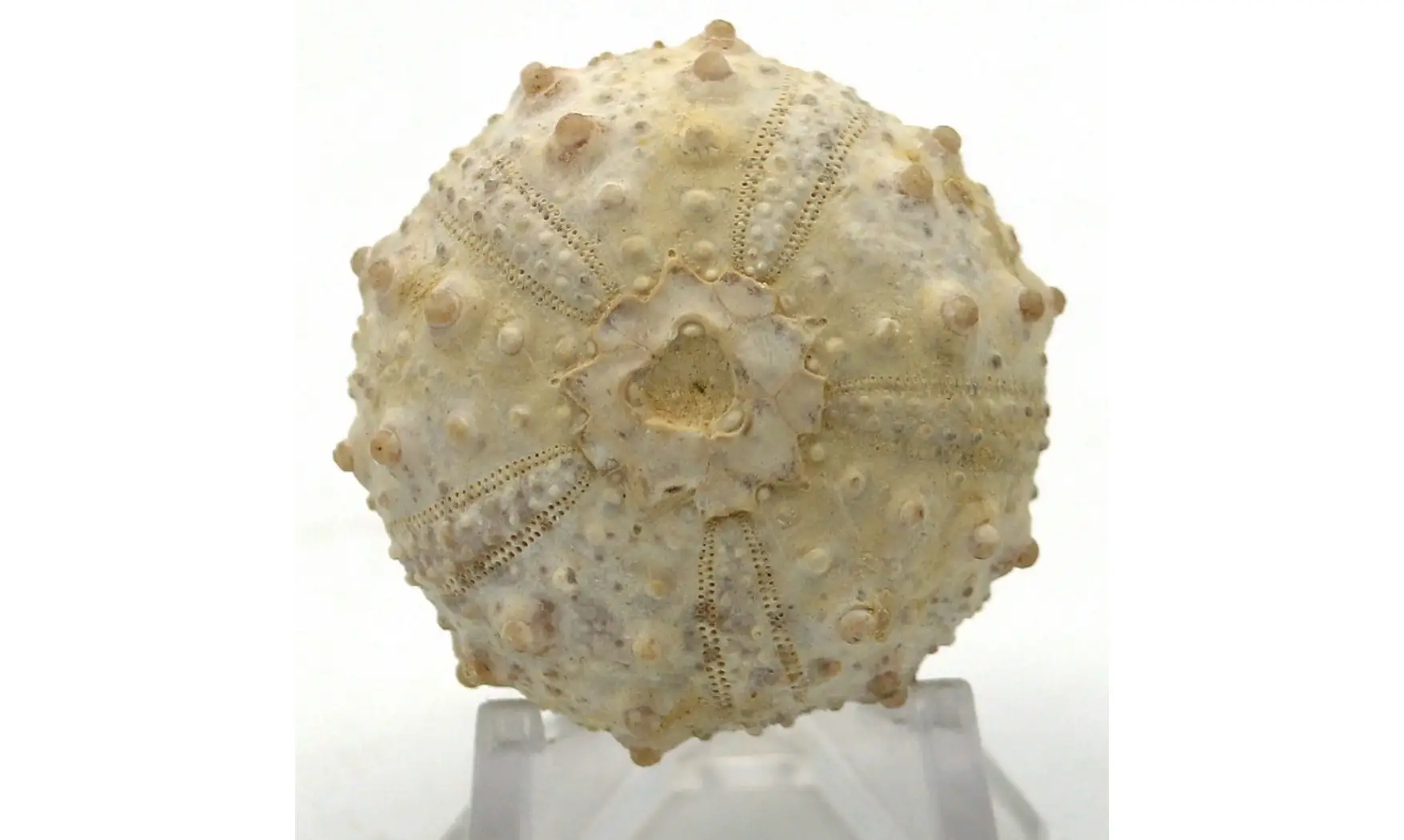 Goniopygus emmae