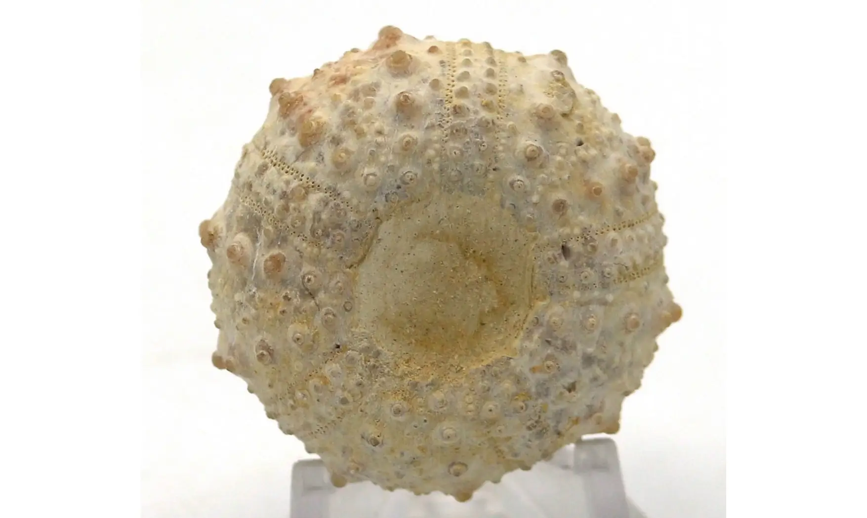 Goniopygus emmae
