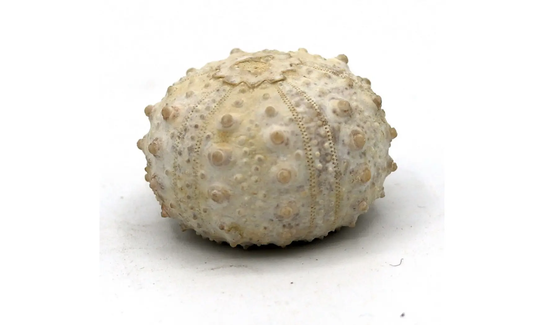 Goniopygus emmae
