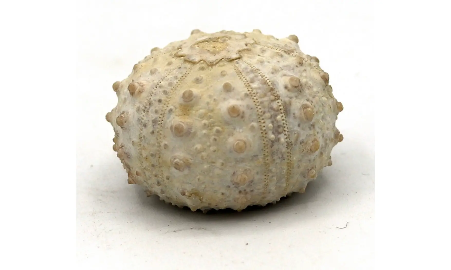 Goniopygus emmae