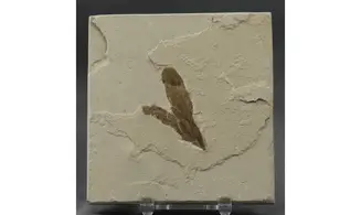 Lygodium kaulfussii