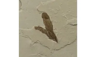Lygodium kaulfussii