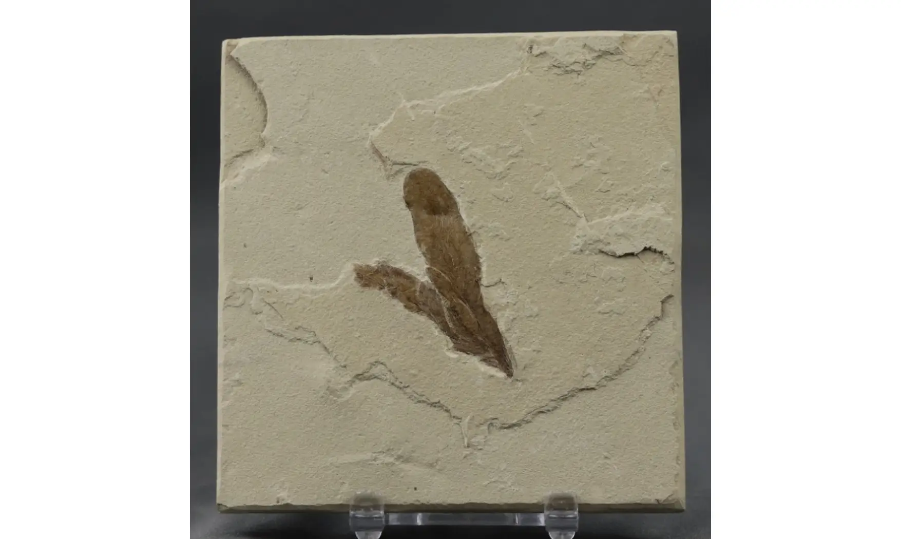 Lygodium kaulfussii
