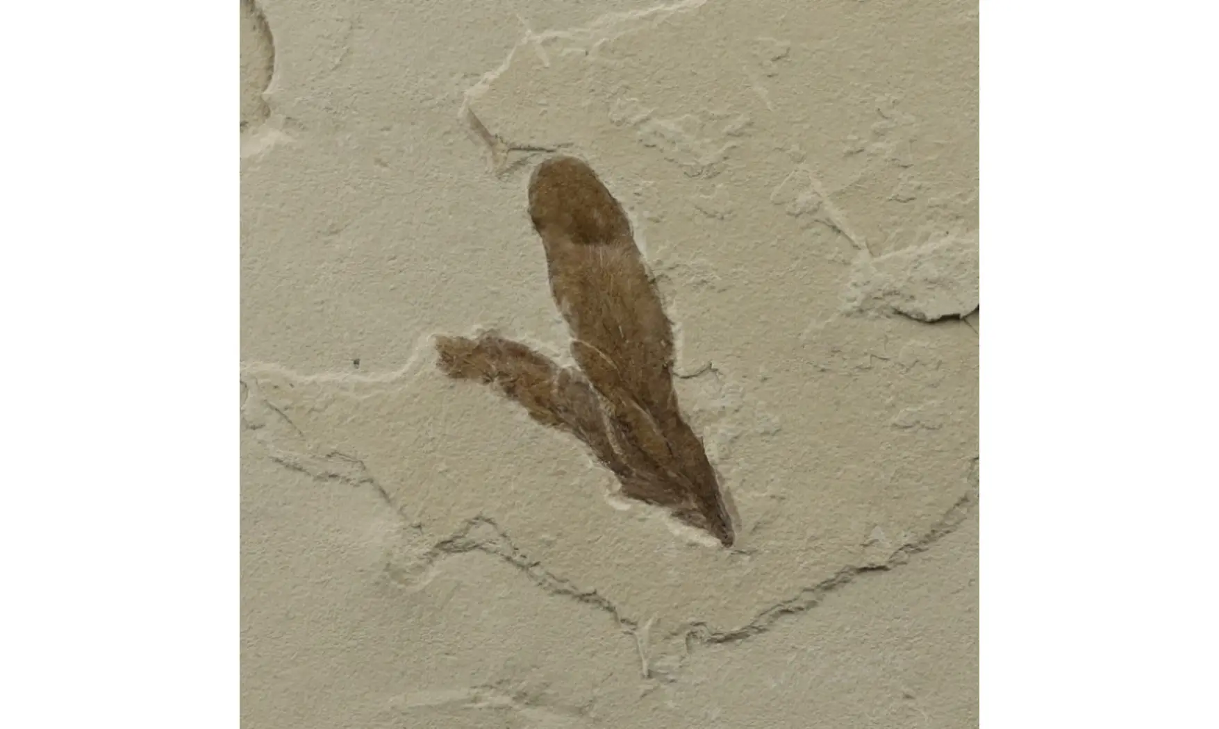 Lygodium kaulfussii