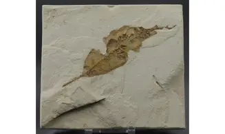Allophylus flexifolia