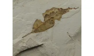 Allophylus flexifolia