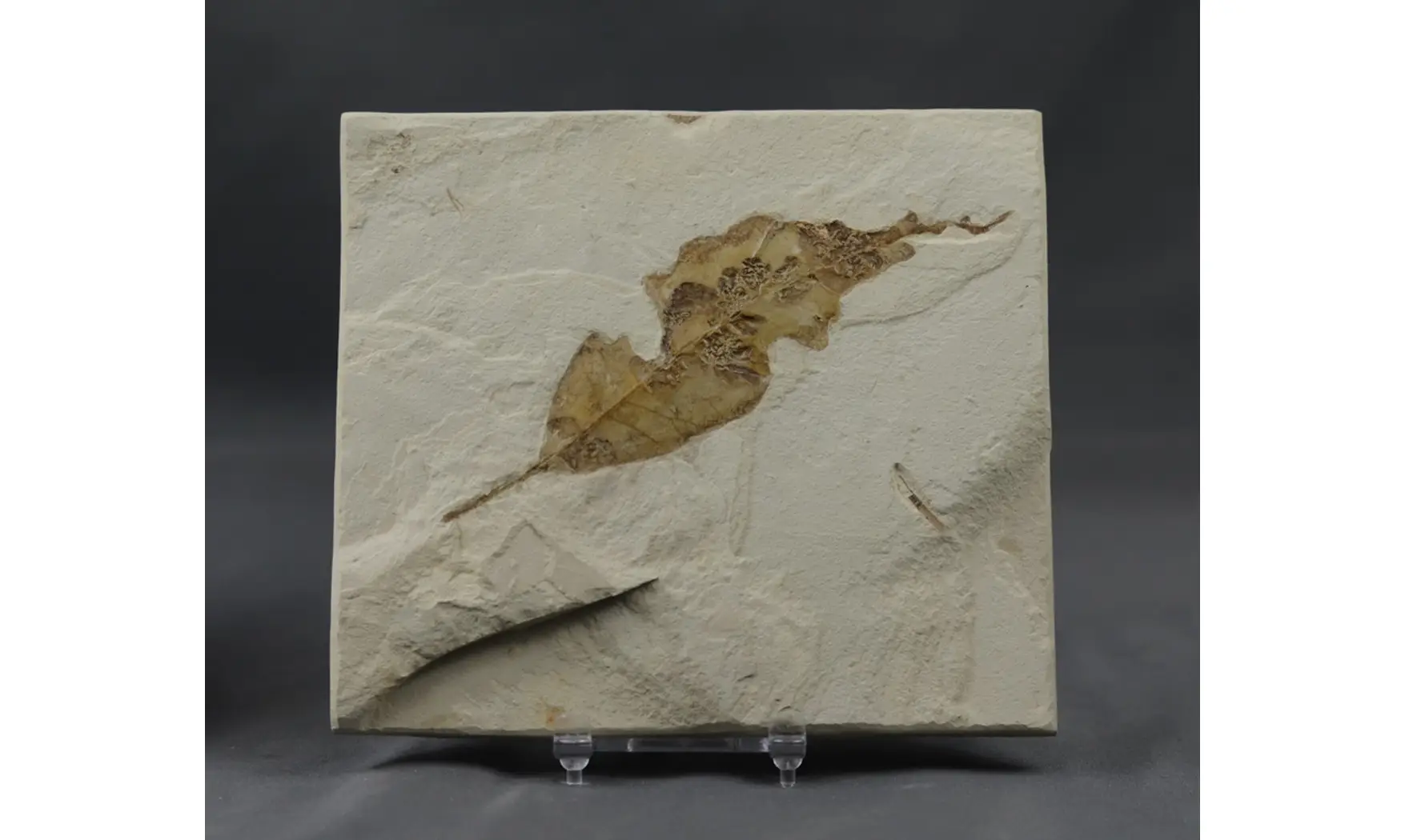Allophylus flexifolia