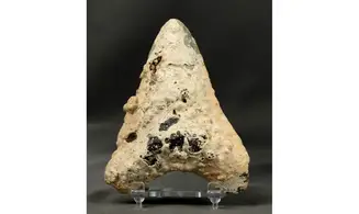 Carcharodon megalodon