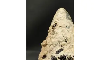 Carcharodon megalodon