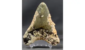 Carcharodon megalodon