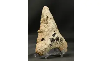 Carcharodon megalodon