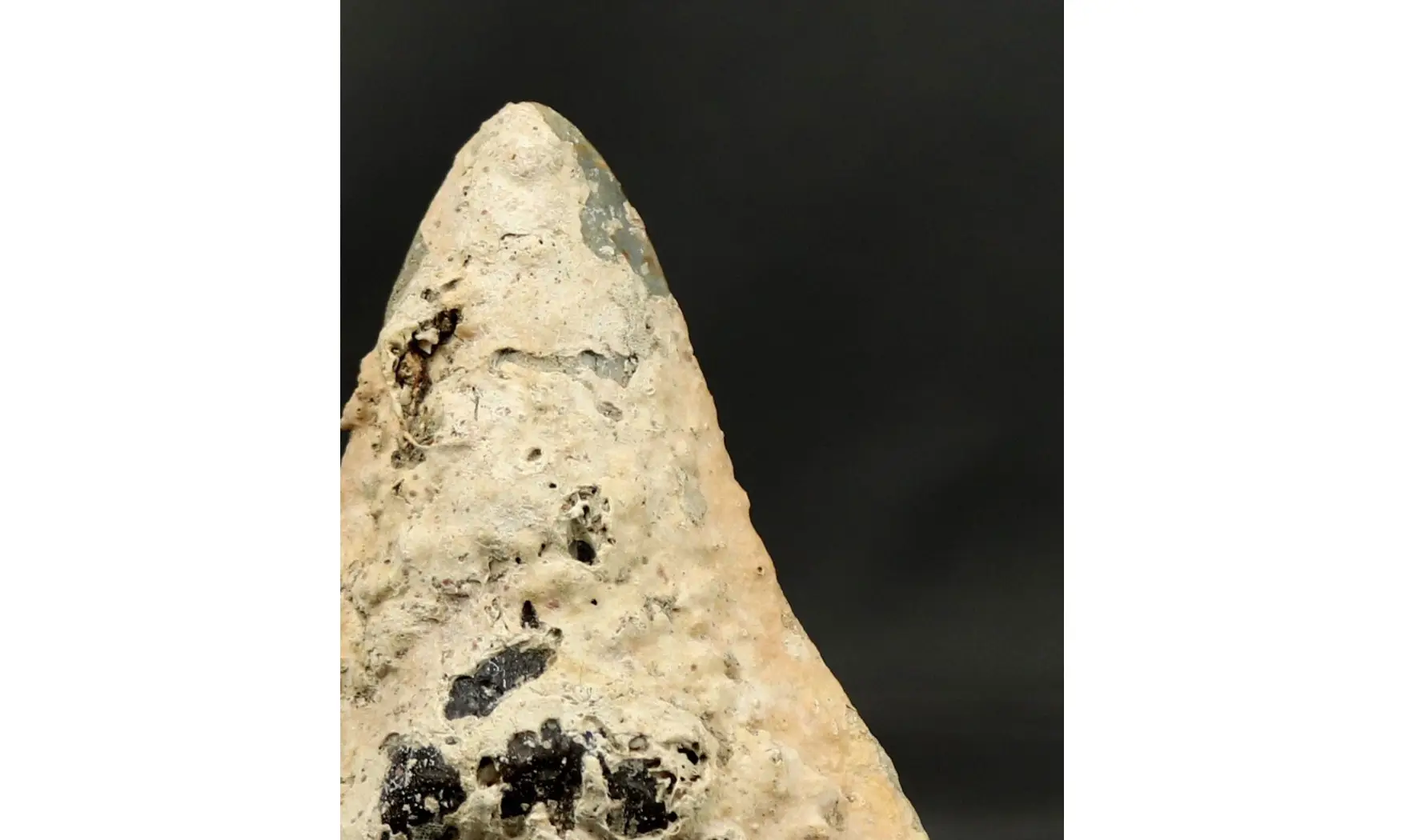 Carcharodon megalodon