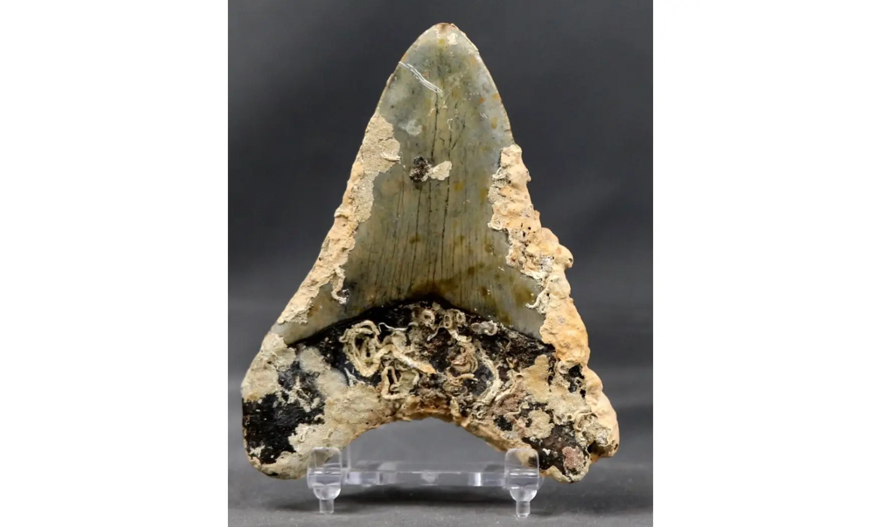 Carcharodon megalodon