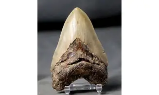Carcharodon megalodon