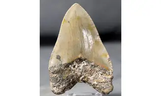 Carcharodon megalodon