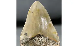Carcharodon megalodon