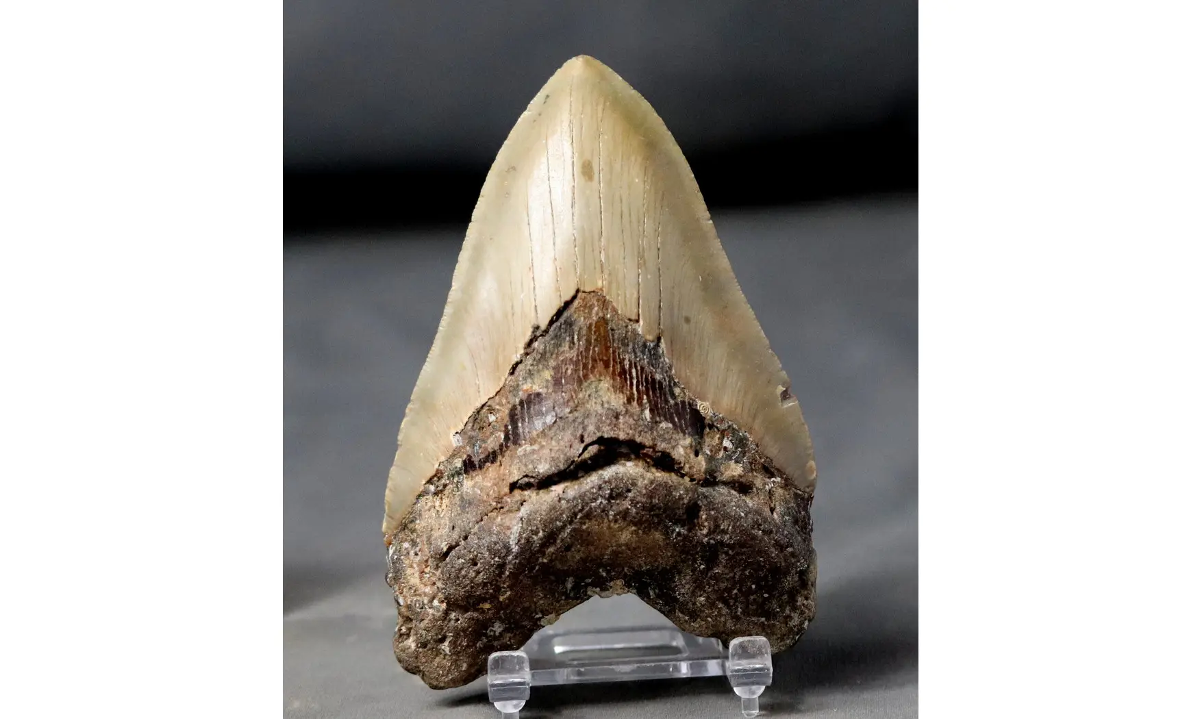 Carcharodon megalodon
