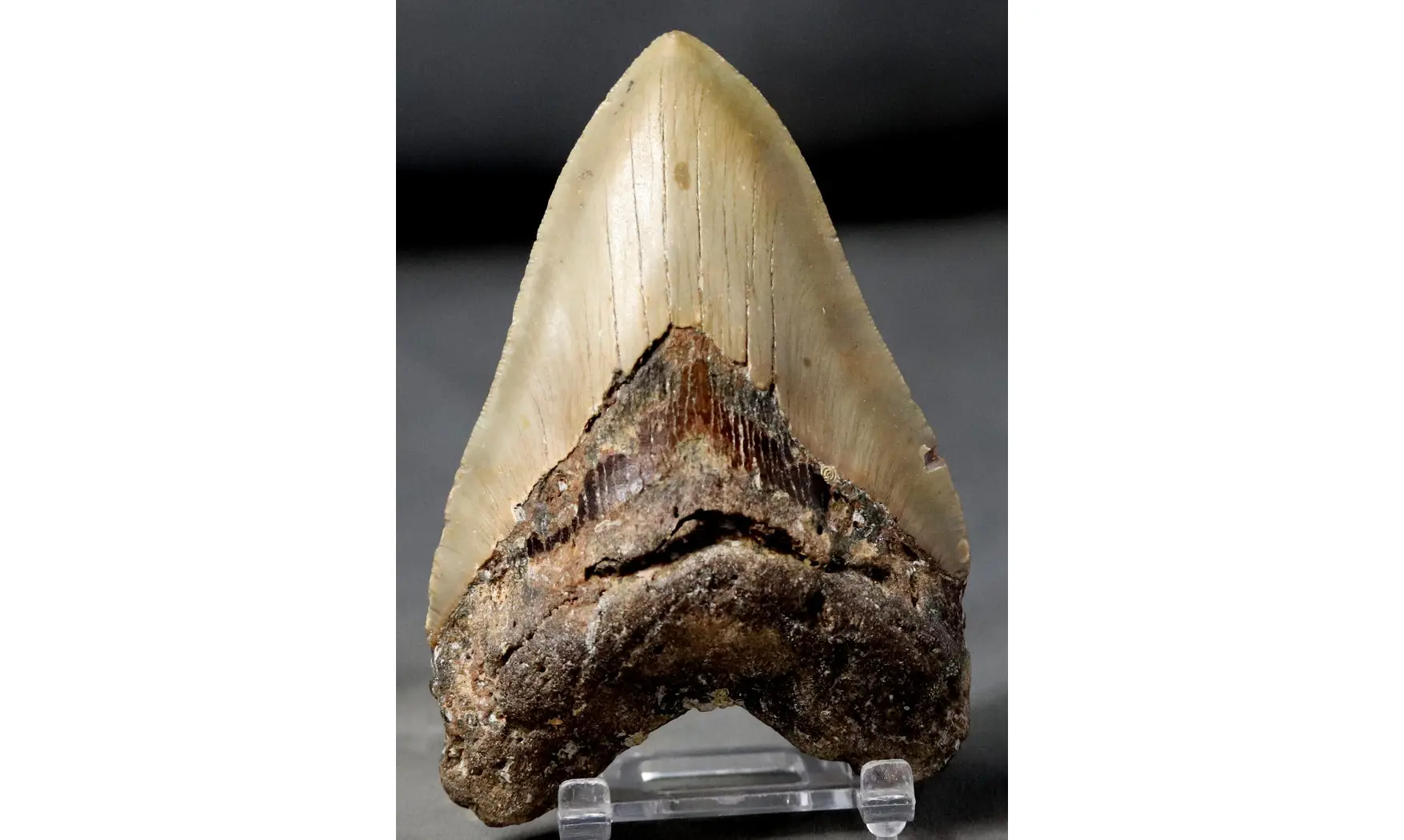 Carcharodon megalodon