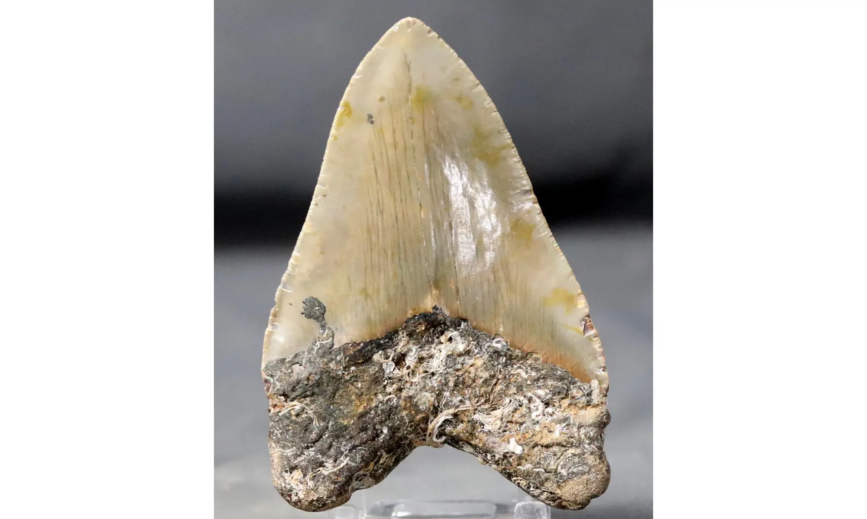 Carcharodon megalodon