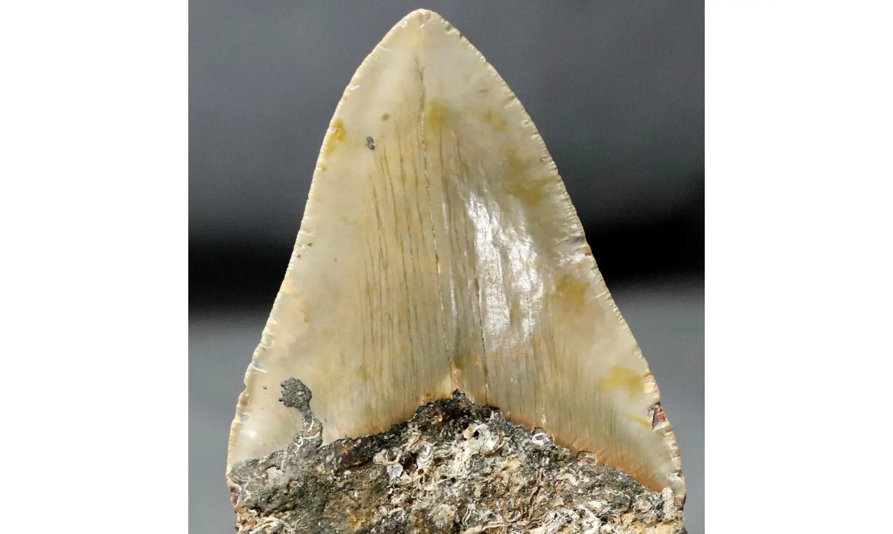 Carcharodon megalodon