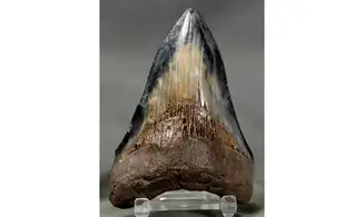 Carcharodon megalodon