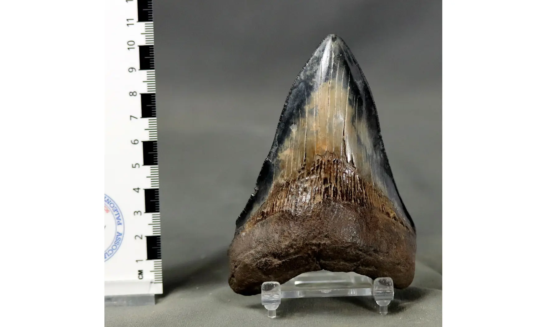 Carcharodon megalodon