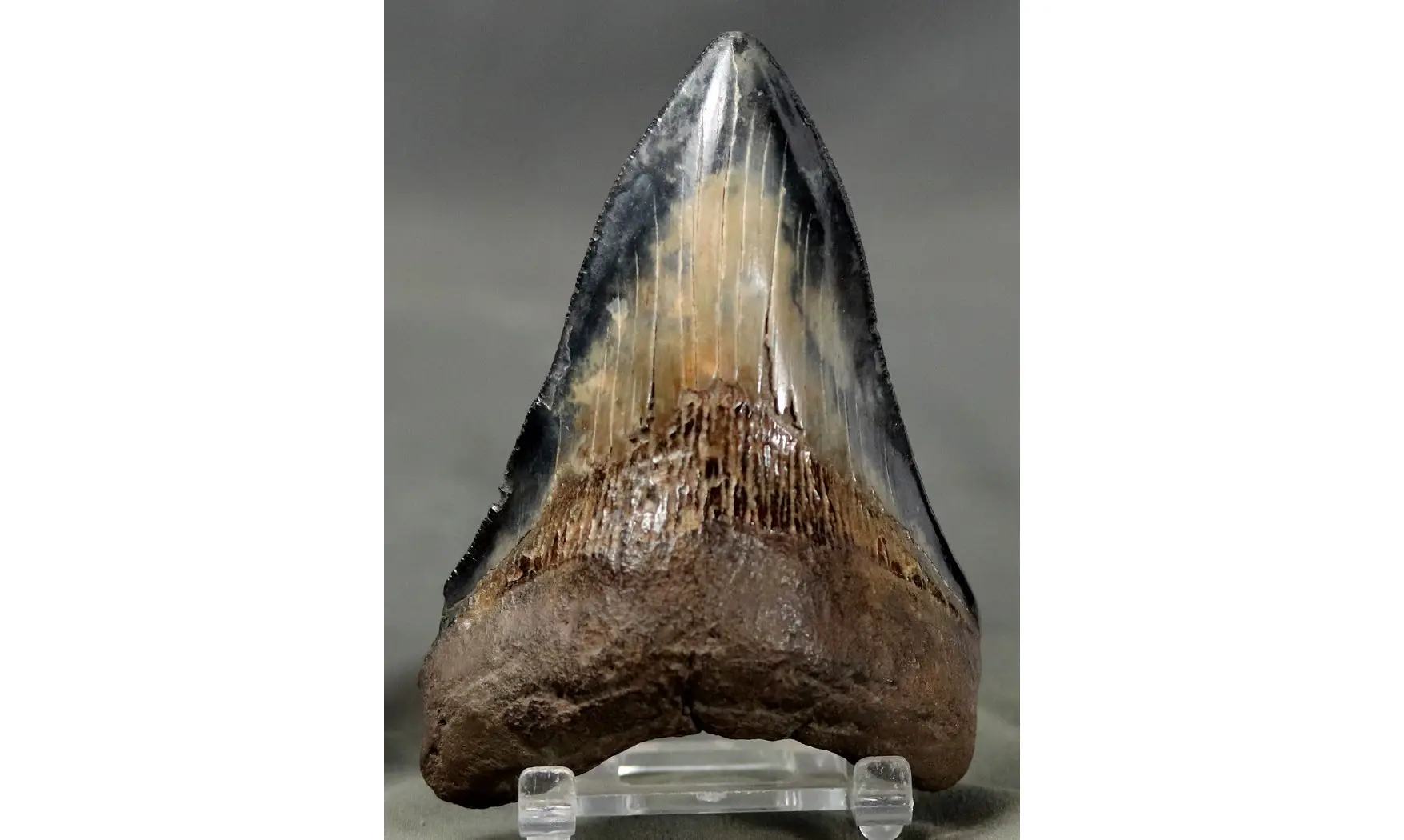 Carcharodon megalodon