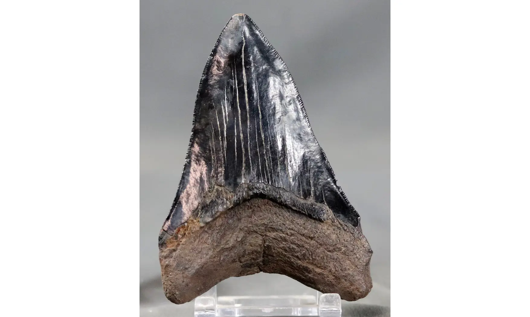 Carcharodon megalodon