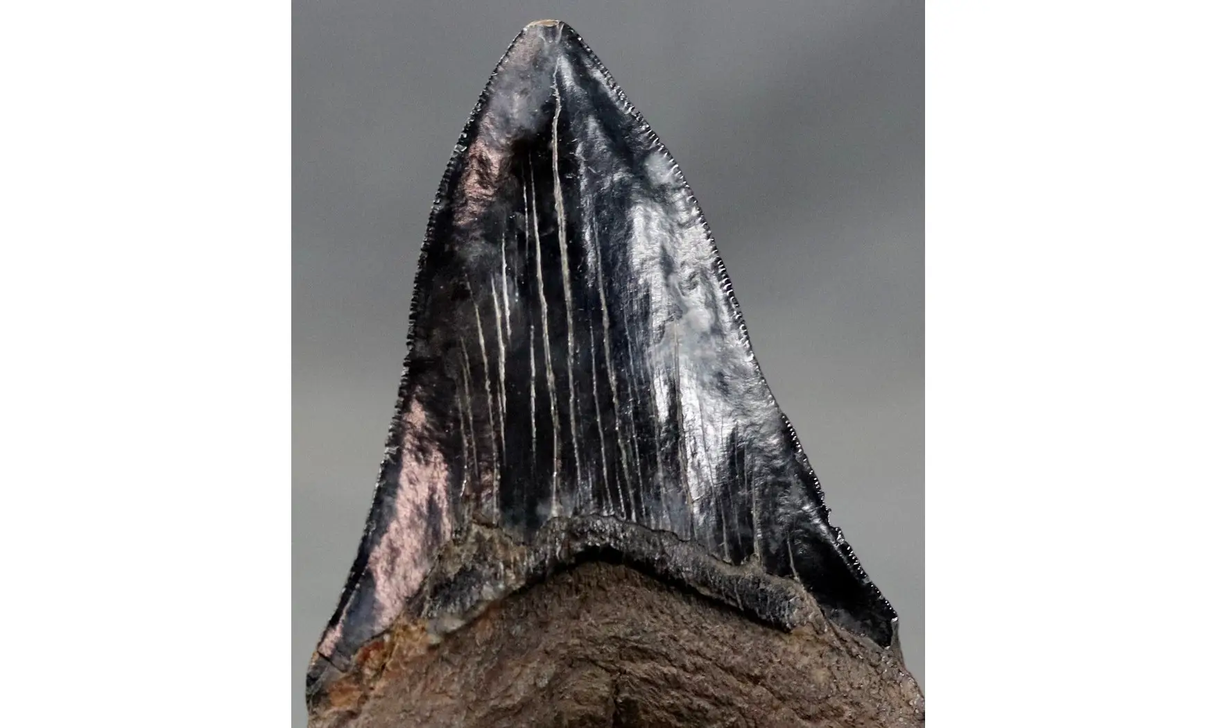 Carcharodon megalodon