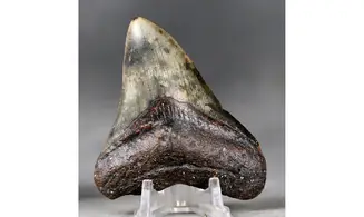 Carcharodon megalodon